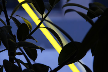 Green leaves of a tropical plant in the light of a lamp in the dark by the window