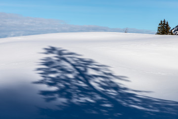Shades of a tree in the snow