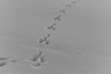 Fototapeta na wymiar Rabbit tracks in the snow