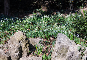 Obraz premium snowdrops in forest