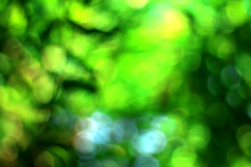 Fototapeta premium Abstract nature green bokeh background.