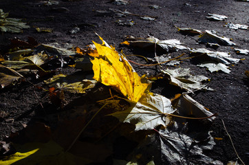 autumn leaves on water