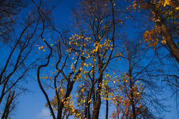 tree in autumn