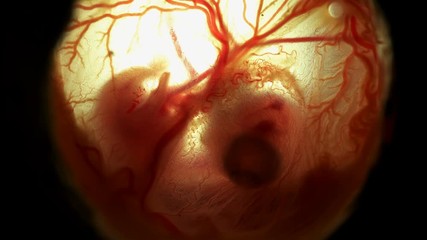 heartbeat and movement of blood through the vessels of a chicken or quail embryo in an egg
