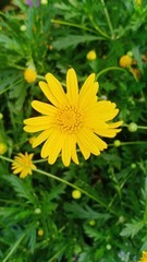 Flower show festival fair in northern Thailand 