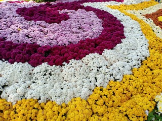 Chrysanthemum flowers at clean garden 