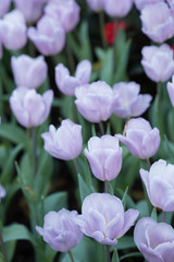 Violet Tulips,Tulips garden,Selective focus.