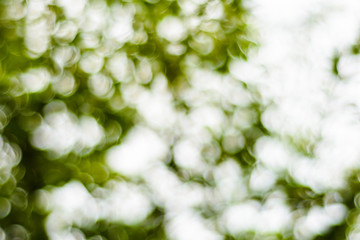 blur background of green leaves bokeh light