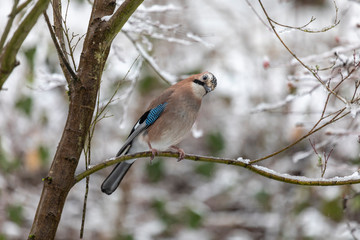 Eichelhäher im Winter