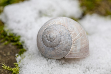 Schneckengehäuse im Schnee