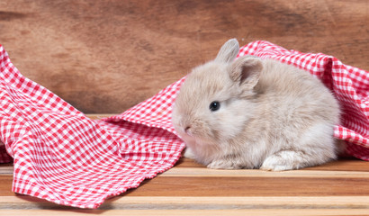 Obraz premium Little cute rabbit on wooden background.