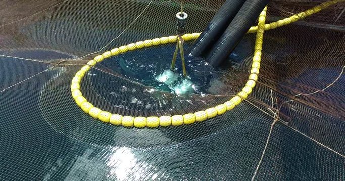 Hoses of a wellboat that suck the last salmon from a feeding pen to be harvested