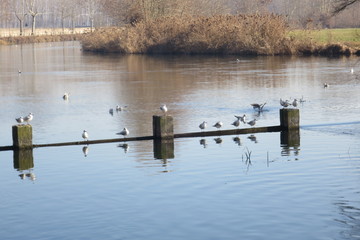 Goito Mantova Italia fiume Mincio parco protetto