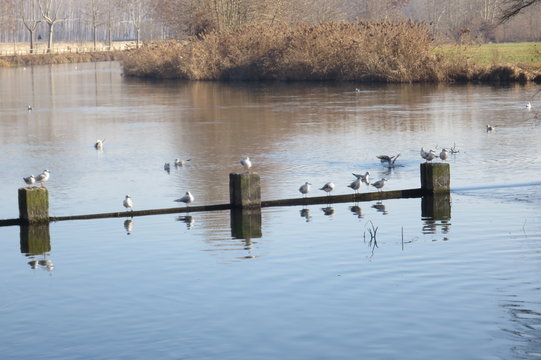 Goito Mantova Italia fiume Mincio parco protetto