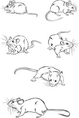 Mice, various poses, movements and foreshortenings of figures 
