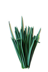 Bouquet  on a white background. Concept- Valentine's Day, women's day, congratulations on the holiday.  Isolated on white.