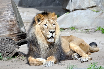 Asiatischer L&ouml;we