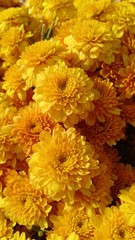 Chrysanthemum flowers blooming volume 985555