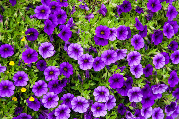 Fototapeta premium purple petunias in a flower box