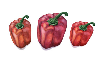 Watercolor red and orange pepper set on white backgound, isolated. 