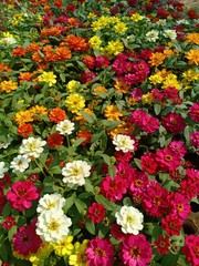 Zinnia flower volume 985355