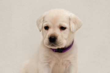 щенок лабрадор