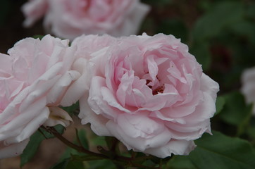Rosa Pitt Trianon