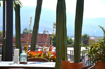 View Of Oaxaca Among The Cactus