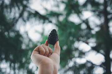 Pine cones are in the hands of a young woman in a beautiful green nature.