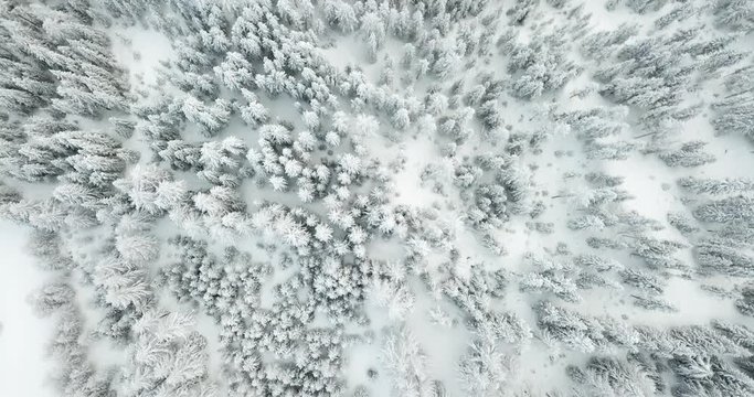 Flug &uuml;ber Winterwald