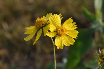 Flowers with dew drops