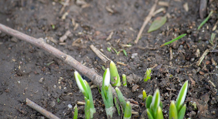 Snowdrop sprouting through earth