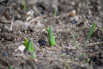 Hyacinth sprouting through earth