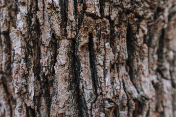 Rough wooden texture of a tree surface in a forest and wood pattern.