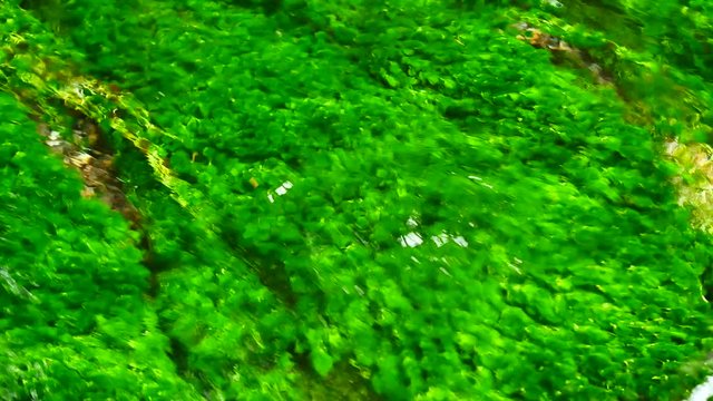 Natural and environmental video. Green algae in the pond are clear, naturally flowing from the mountains in Natural and environmental concept.