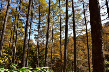 Obraz premium カラマツの紅葉