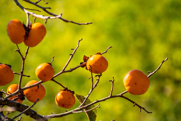 Delicious persimmon rests on a tree