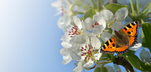 Birnenblüten im Frühling mit Schmetterling