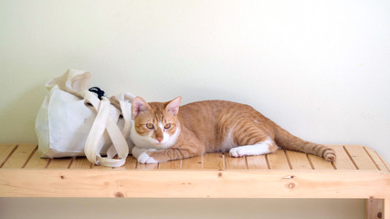 Brown cat lying beside tote bag on chair