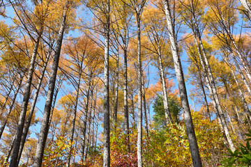 Fototapeta premium カラマツの紅葉