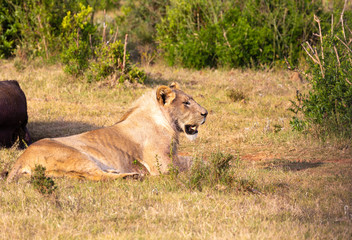 lion resting