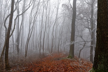 Nebel und Frost im Winterwald