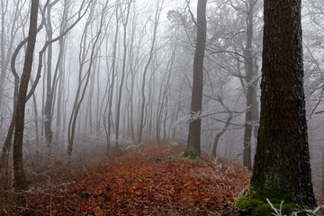 Nebel und Frost im Winterwald
