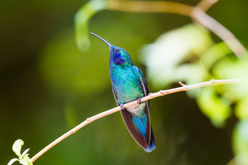 Hummingbird, Colibri thalassinus, beautiful green blue hummingbird from Central America hovering in front of flower background in cloud rainforests, Costa Rica.