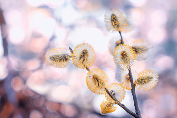 Beautiful willow flowers fresh spring morning on soft background, macro. Elegant amazing artistic image. Easter palm sunday holiday. Spring flowering branches of willow