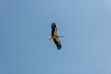 Fliegender Storch