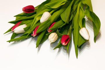 Closeup red and white fresh tulip flowers isolated on white background. Work of florist for preparing holidays. Valentine's day and International women's day background.