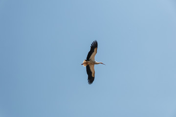 Fliegender Storch