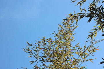 겨울 대나무 잎