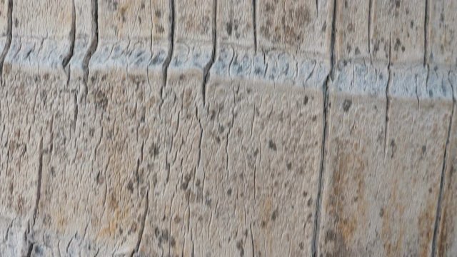 Palm tree trunk with caribbean beach background, closeup on bark. Nobody